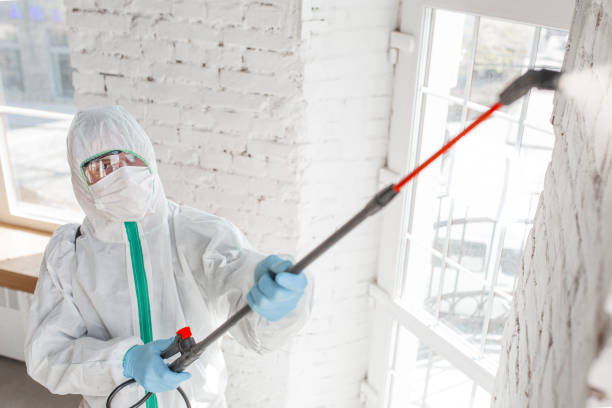 Reliable Lyons, IL Mold Removal Solutions